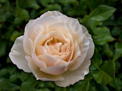 TASMANIA White Rose